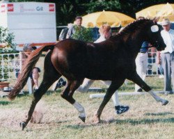 Deckhengst Capri Moon (Nederlands Welsh Ridepony, 1988, von Bokkesprong Czardas)