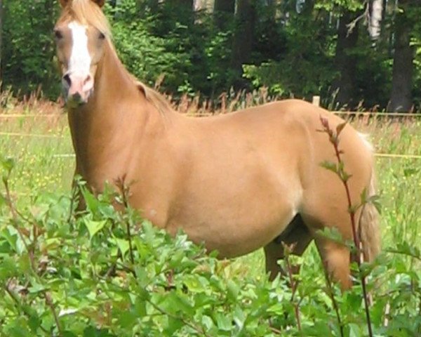 horse Gaucho (unknown, 2000, from Gran Canaria)