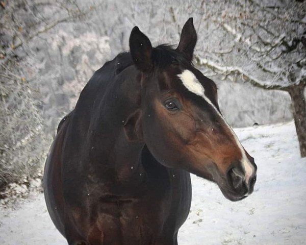 jumper Cabianca (German Sport Horse, 2014, from Coffee 18)