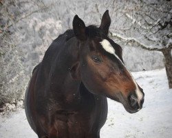 Springpferd Cabianca (Deutsches Sportpferd, 2014, von Coffee 18)