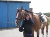 dressage horse Silver (Holsteiner, 1999, from Sun of Silver)