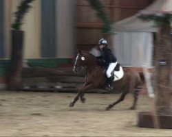 jumper Calido 77 (German Riding Pony, 2000, from Confetti)