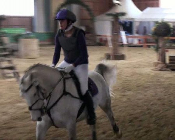 dressage horse Gin Tonic (Polish Warmblood, 2004, from Vittorio)