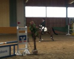 dressage horse Forester's boy F (Westfale, 2005, from Florencio I)