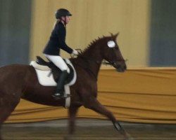 jumper Debby (German Riding Pony, 2002, from Top Debino)