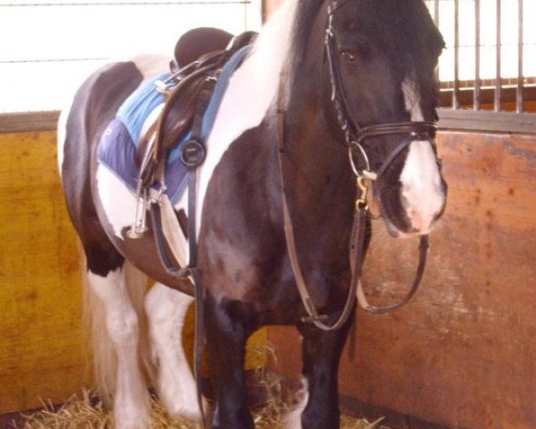 Pferd Tandy (Tinker / Irish Cob / Gypsy Vanner, 1998)