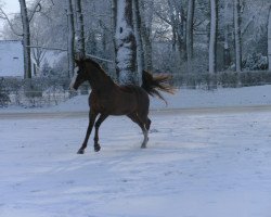 Pferd Blizzard 42 (Niederl. Pony m.arab.Blutant., 1990, von Baccarat ox)