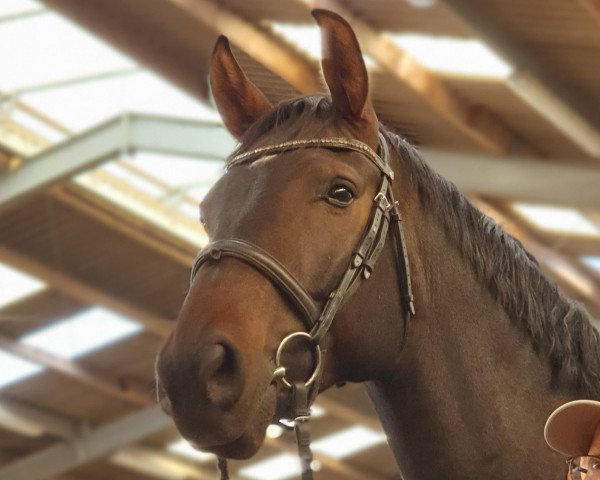 dressage horse Knightsbridge BB (Rhinelander, 2014, from Kardinal)
