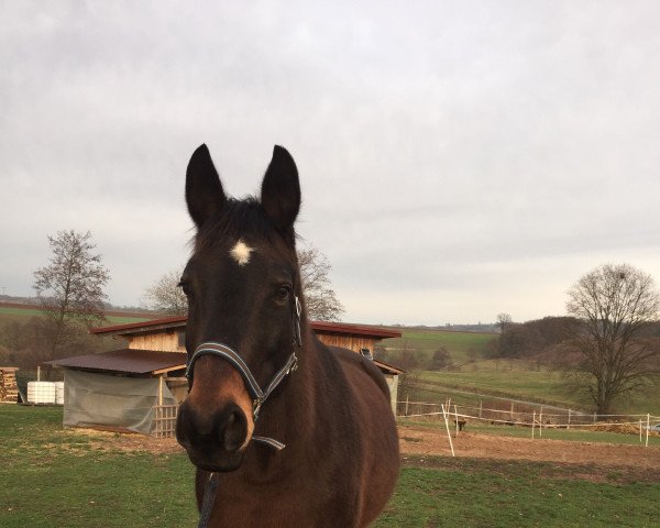 broodmare Lucie (Trakehner, 2002, from Buddenbrock)