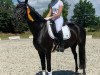 dressage horse Donna Rubina (Oldenburg, 2016, from Don Romanov)