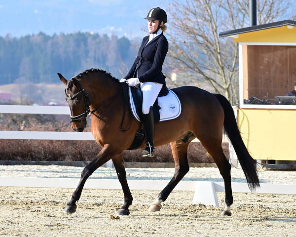 dressage horse Crazy Cocaine CC (unknown, 2010)