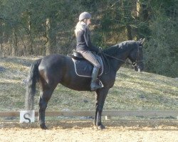 dressage horse Amicelli (German Riding Pony, 2001, from Harlekin)