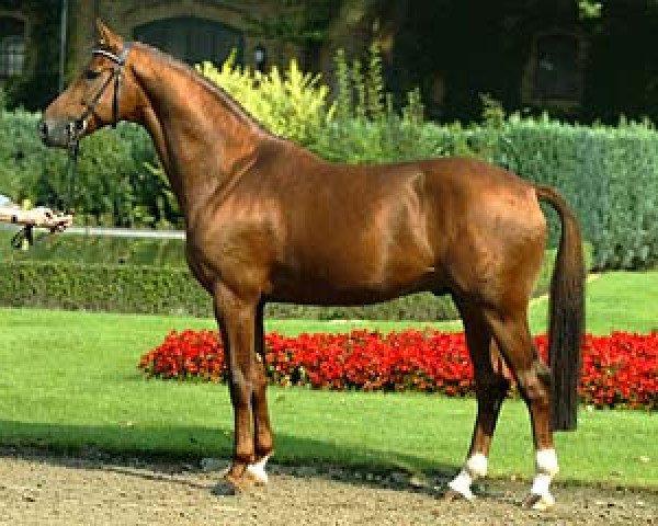 stallion Douceur (Hanoverian, 1998, from Davignon I)
