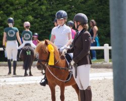 dressage horse Honey (Shetland Pony, 2017)