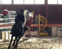 dressage horse Equestricons Defilee de Mode (Westphalian, 2002, from Danny Gold)