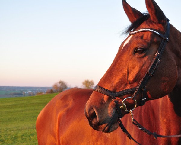 Pferd Clementine 40 (Bayer, 2008, von Le Primeur)