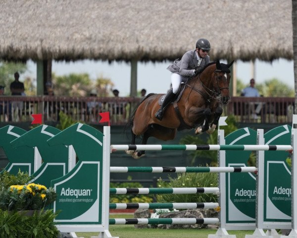 jumper Coby 8 (Hanoverian, 2010, from Contagio)