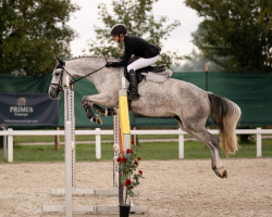 dressage horse Rambazamba 9 (German Sport Horse, 2018, from Cayado 3)