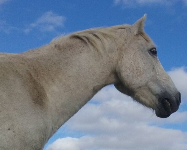 Deckhengst Monarch of Dykes (Highland-Pony, 1990, von Silver Fox Luke)