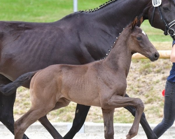 dressage horse Hengst von Follow Him's Schönweide / Florencio I (Oldenburg, 2020, from Follow Him´s Schönweide)