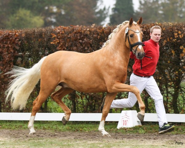 stallion Gipfelstürmer (German Riding Pony, 2018, from Golden West NRW)