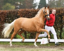 Deckhengst Gipfelstürmer (Deutsches Reitpony, 2018, von Golden West NRW)