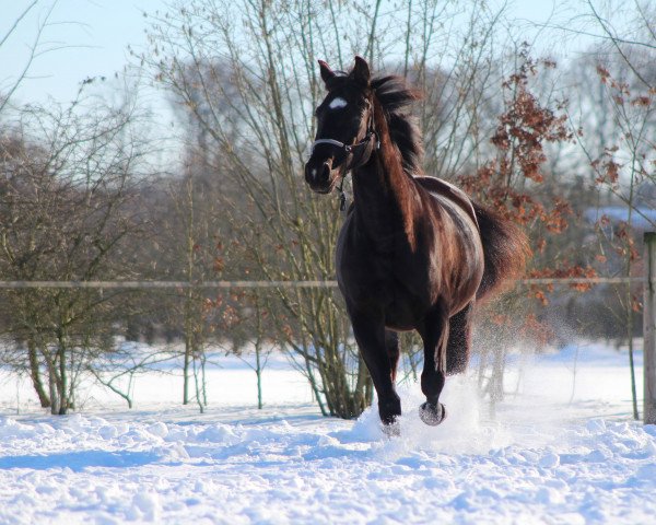 Dressurpferd Tassimo Rr (Trakehner, 2013, von Tomte Tummetott 2)