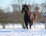 dressage horse Tassimo Rr (Trakehner, 2013, from Tomte Tummetott 2)