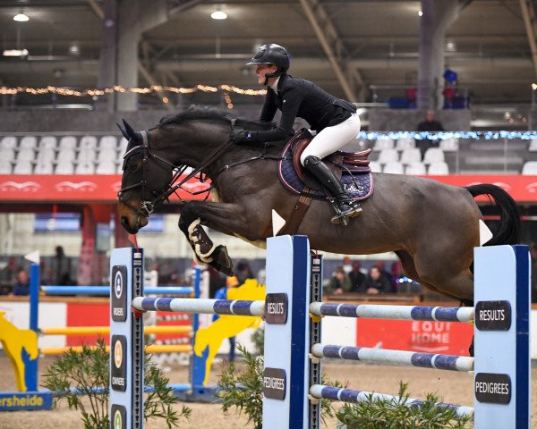 jumper Jevenda (KWPN (Royal Dutch Sporthorse), 2014, from Verdi)