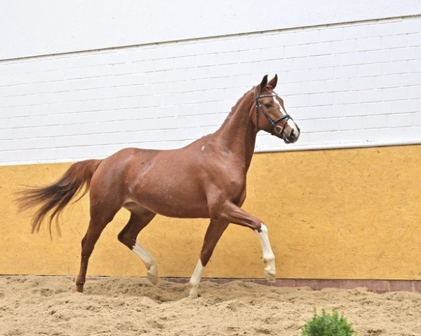 dressage horse Zorendy's Jazz (Oldenburg, 2017, from Fürst Jazz)