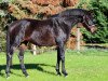 dressage horse Stute von Antango du Feuillard / Sarkozy 3 (Westphalian, 2016, from Antango du Feuillard)