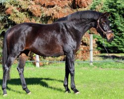 dressage horse Stute von Antango du Feuillard / Sarkozy 3 (Westphalian, 2016, from Antango du Feuillard)