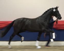 dressage horse Hengst von V-Plus / Sarkozy (Westphalian, 2020, from Harmony's V-Plus)