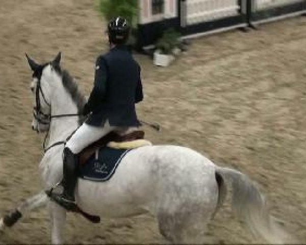 jumper Chyra 3 (Hanoverian, 2002, from Calido I)