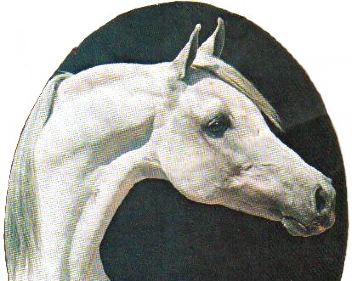 stallion KJ Quick Silver ox (Arabian purebred, 1965, from Gerwazy ox)