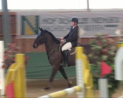 jumper Epos (Belgian Warmblood, 1999, from Darco)