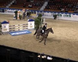 dressage horse Lissabon 48 (German Sport Horse, 2005, from Littlefield)