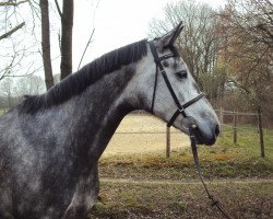 Springpferd White Velvet (Holsteiner, 2006, von Cayetano L)