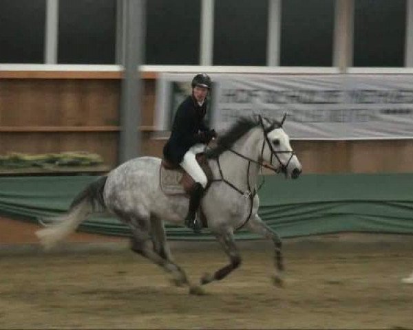 horse Imperial G (Westphalian, 2004, from It's me du Mesnil)