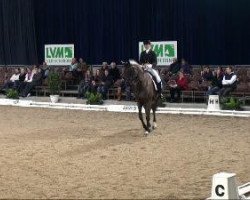 dressage horse Fritz San Tino (Hanoverian, 2002, from Falkenstern II)