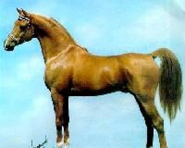 stallion High Hopes ox (Arabian thoroughbred, 1970, from Al Fahir ox)