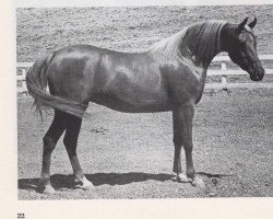 broodmare Cerise ox (Arabian thoroughbred, 1964, from Serafix ox)