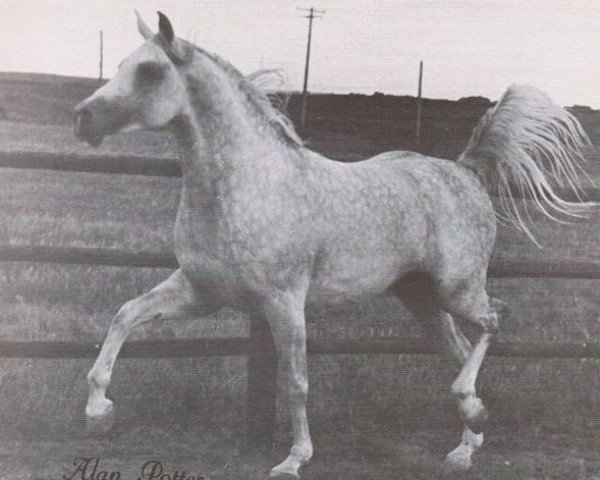 stallion Al Fahir ox (Arabian thoroughbred, 1967, from Morafic 1956 EAO)