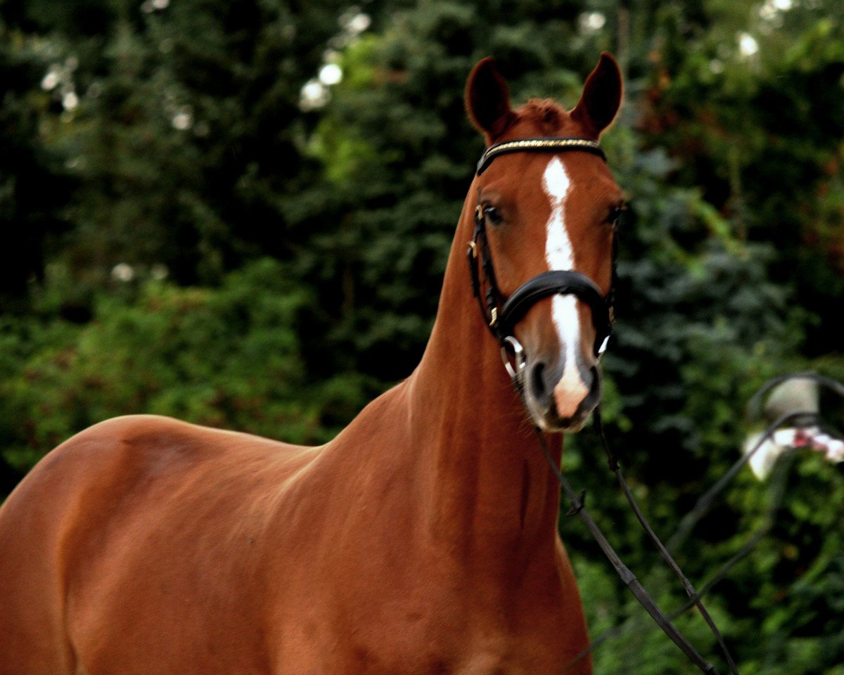 jumper For Liberty 5 (Oldenburg show jumper, 2011, from For Pleasure)