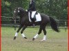 dressage horse Odillo (New Forest Pony, 2005, from Feldhof's Orbit)