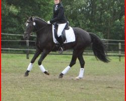 dressage horse Odillo (New Forest Pony, 2005, from Feldhof's Orbit)