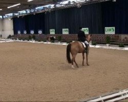 dressage horse Pikero 2 (Westphalian, 2004, from Pik Labionics)