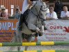 jumper Balu 333 (German Riding Pony, 1997, from Bingo)