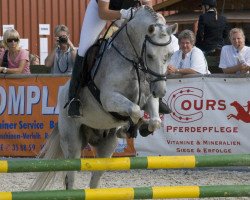 Springpferd Balu 333 (Deutsches Reitpony, 1997, von Bingo)