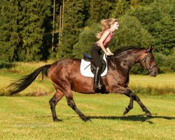 dressage horse Grazia Grimaldi (German Warmblood, 2008, from Grafenstolz)